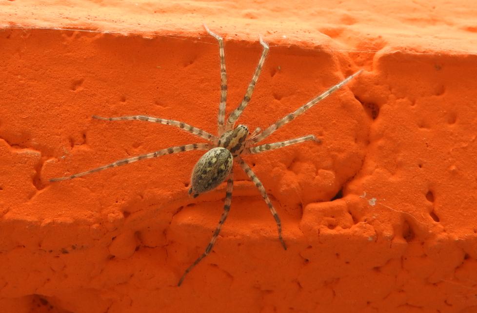 Tegenaria sp. - Gorgoglione (MT)